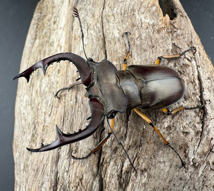 【WD】《フェアメイルミヤマ 雅安市産 54mm ペア》