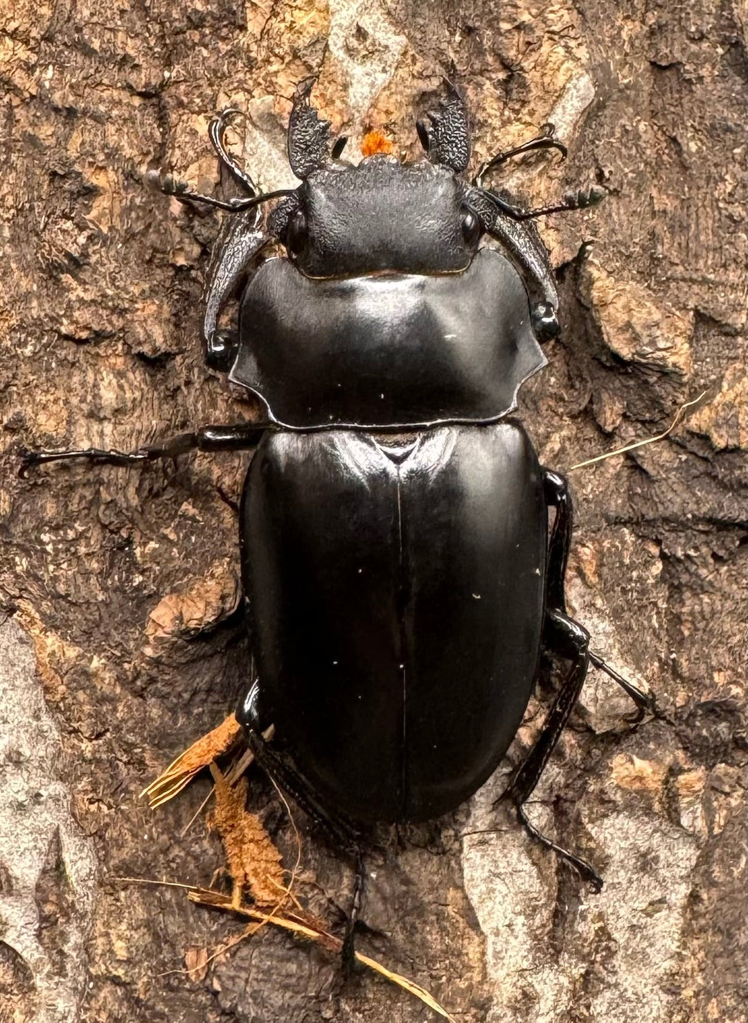 【WD】《アルケスツヤクワガタ 71mm ペア》