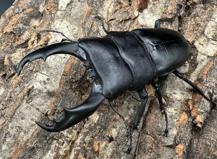 【WD】大型《南カマリネスヒラタ 91.5mm ペア》