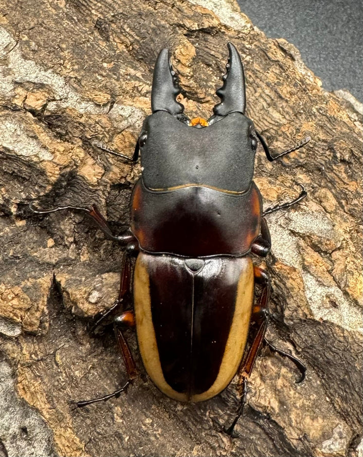 【WD】《ラテラリスノコギリ亜種アダチ 44.5mm ペア》