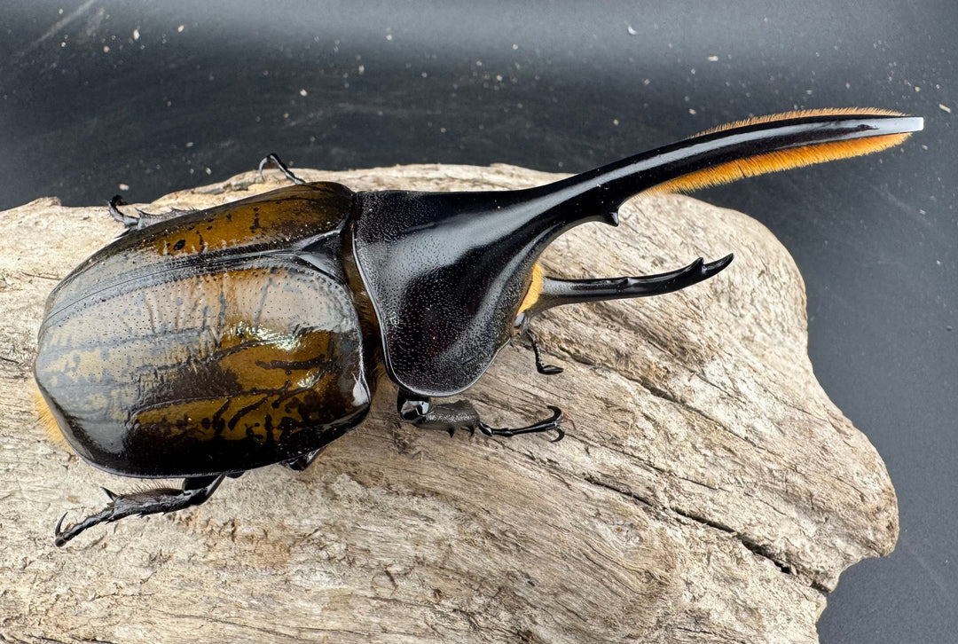 《 ヘラクレス・モリシマイ 煌血統アウトライン 110mm ペア》inohiro109氏ブリード個体