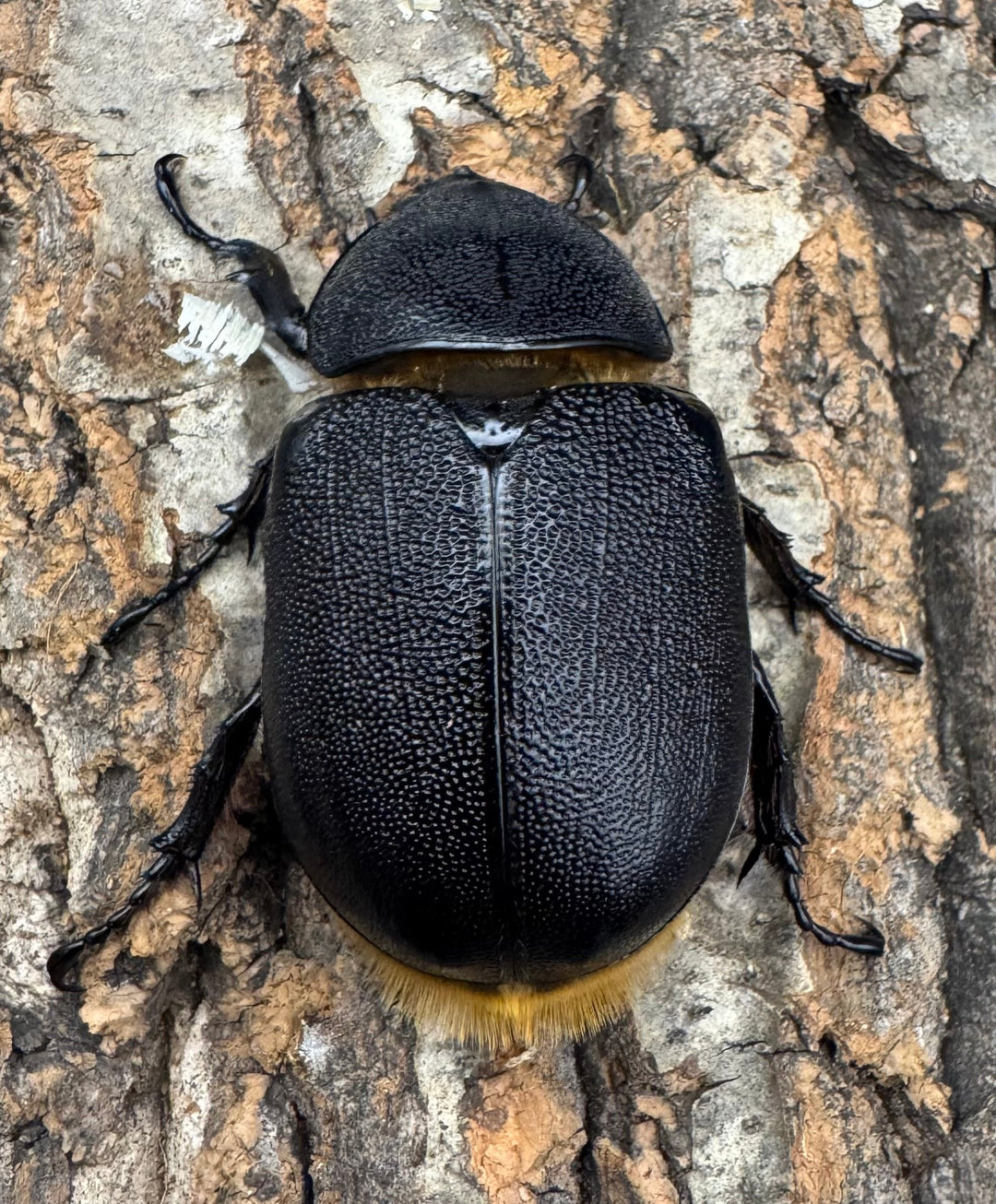 即ブリ《サタンオオカブト 80mm ペア》