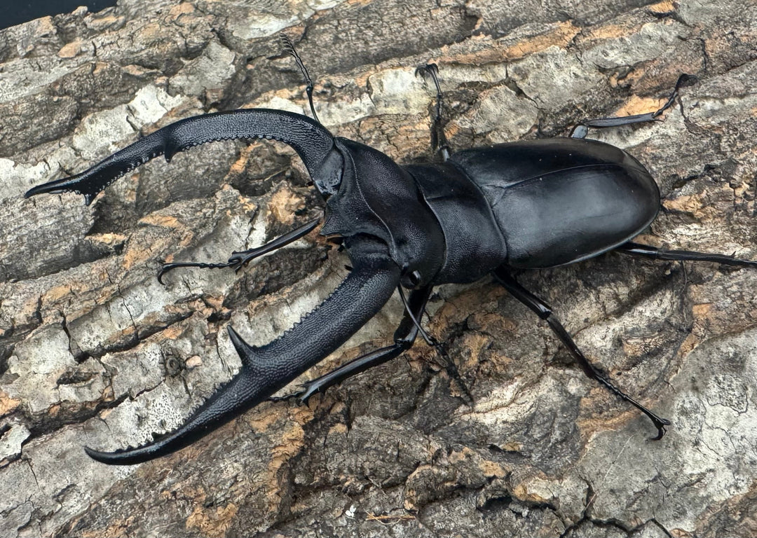 【WD】《マンディブラリスフタマタ 101.5mm ペア》