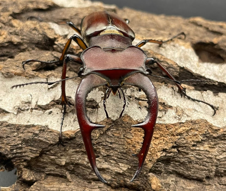 【WD】2018新種記載《ジュシャンミヤマ 58mm ペア》