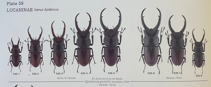 【WD】《グラキリスノコギリヒラタクワガタ 52mm ペア》