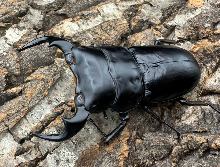 《インドアンタエウス タイガーヒル産 72mm ペア》