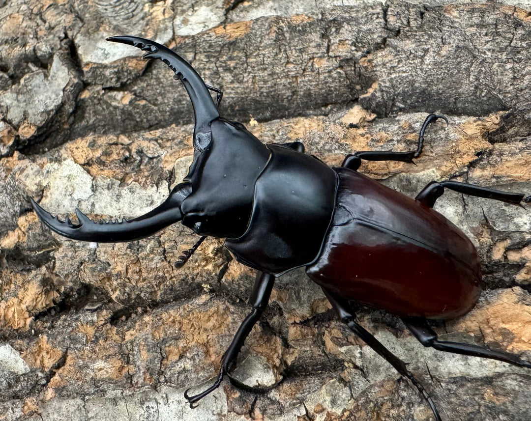 【WF2】《アローコクワ亜種ノブヒロイ 57mm ♂♀♀トリオ》