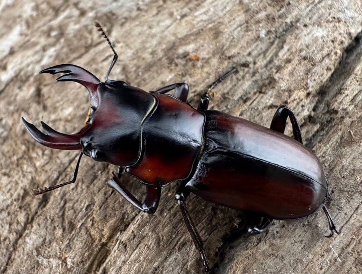 【WD】《アカヘリセスジ 28mm ペア》