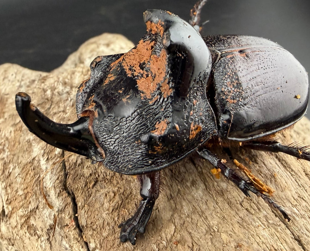 【WD】《マルタバンメンガタカブト 60mm A'品ペア》