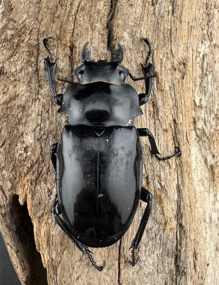 【WD】《ダールマンツヤクワガタ亜種セレベンシス 84.5mm ペア》