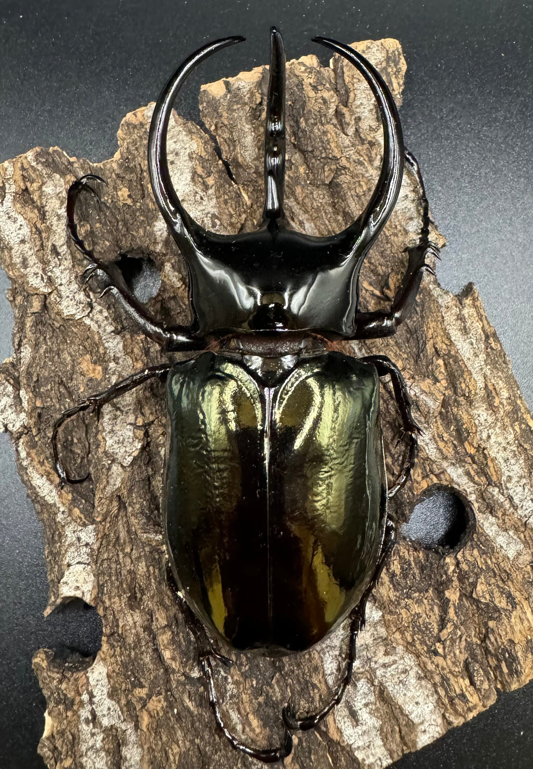 【WD】《タイリクコーカサスオオカブト タイ産 110mm ペア》