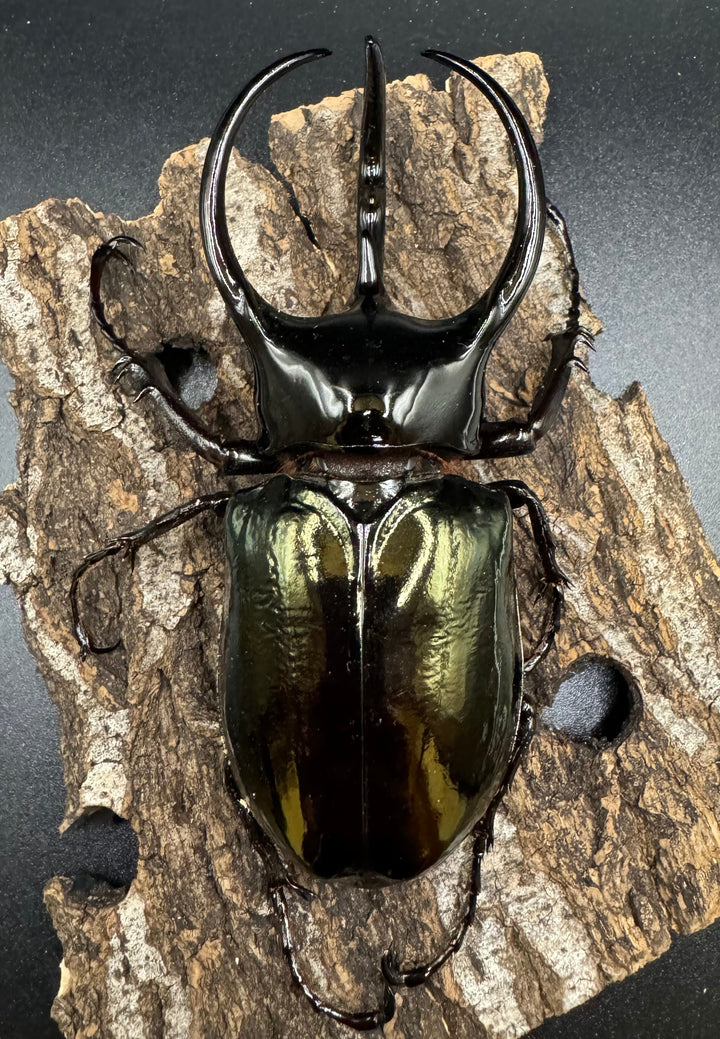 【WD】《タイリクコーカサスオオカブト タイ産 110mm ペア》