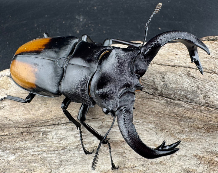 【WD】《セアカフタマタ（パリーフタマタ） 85mm ペア》