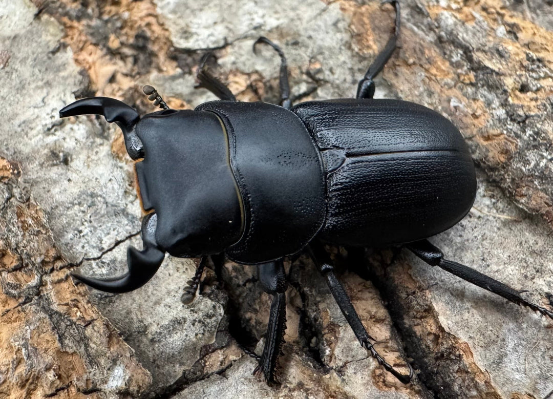 【WD】《ドルクス zhouchaoi（メンシウス ssp.） 28mm ペア》