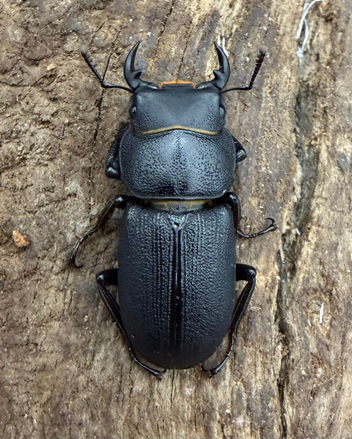 【WD】《ドルクス zhouchaoi（メンシウス ssp.） 21mm ペア》