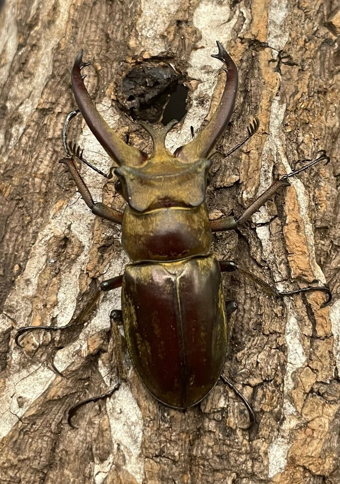 【WD】《ビクトリウスミヤマクワガタ 56mm ペア》