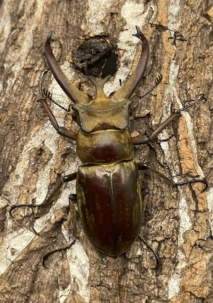 【WD】《ビクトリウスミヤマクワガタ 56mm ペア》