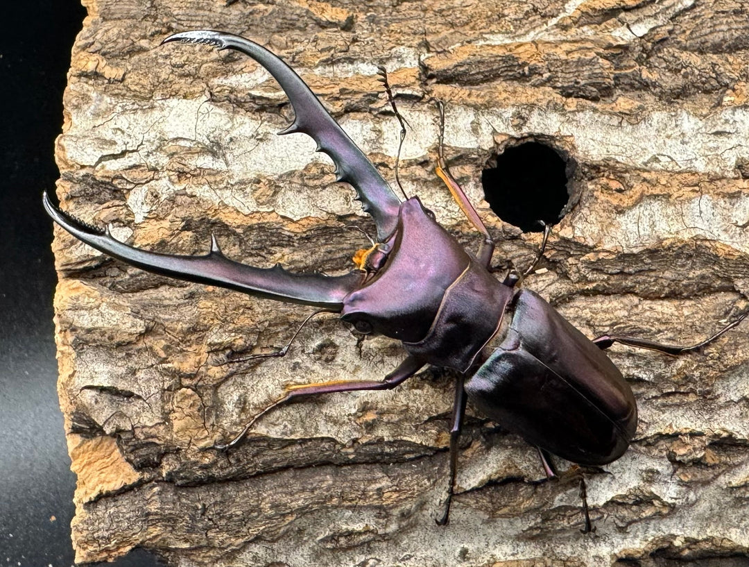 【美麗】《メタリフェルホソアカ 69mm ペア》わたくわ氏ブリード個体