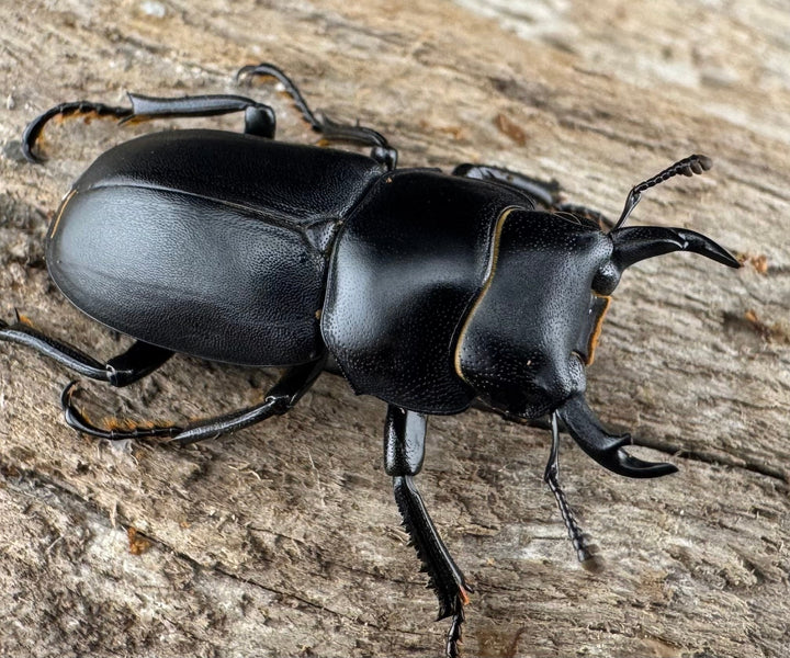 【WD】《ダビディスコクワガタ 24mm ペア》