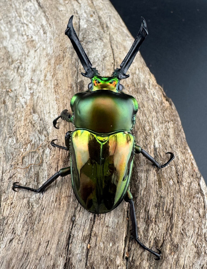 《ニジイロクワガタ 53mm ペア》