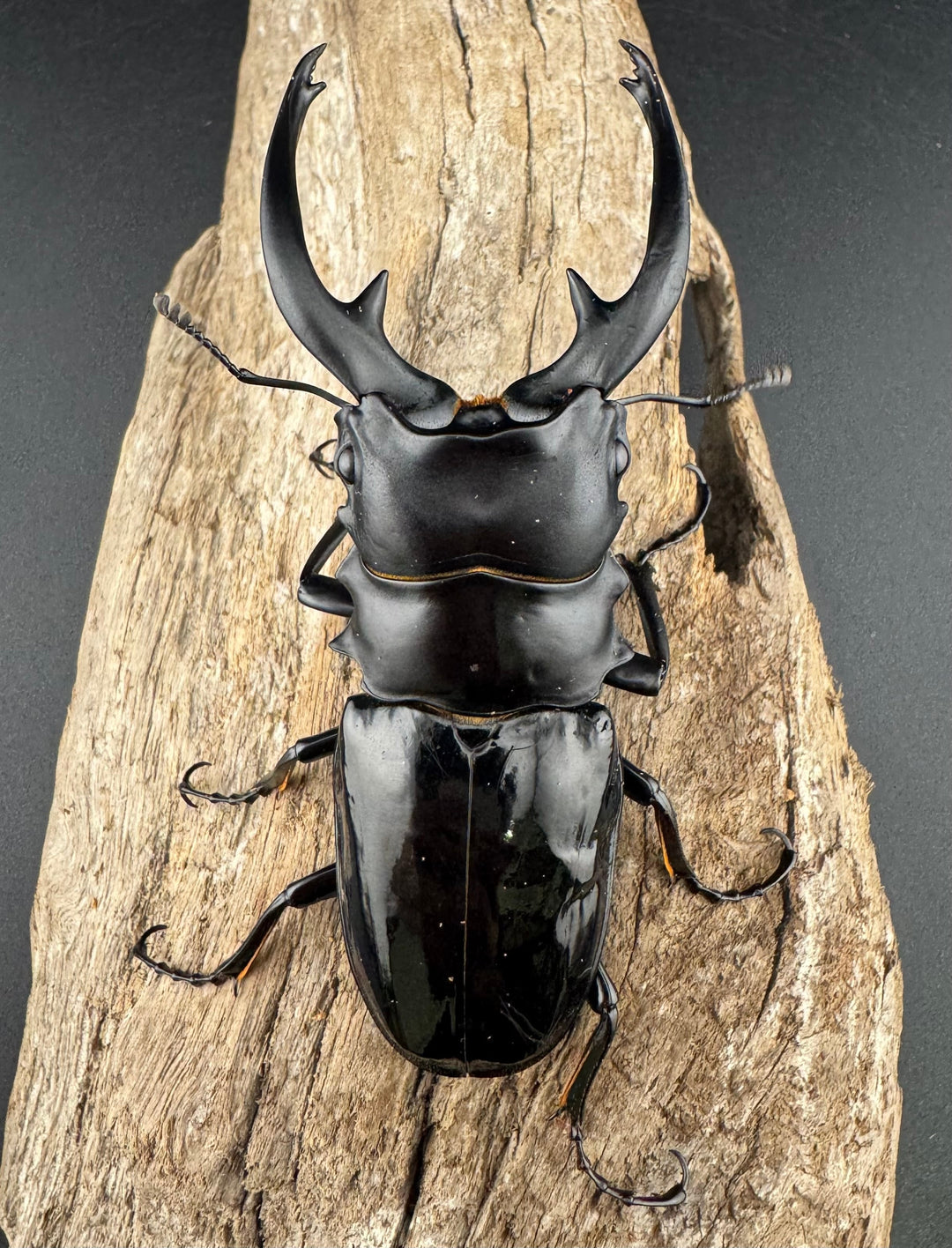 【WD】《インターメディアツヤクワガタ ネグロス島産 96.5mm ペア》