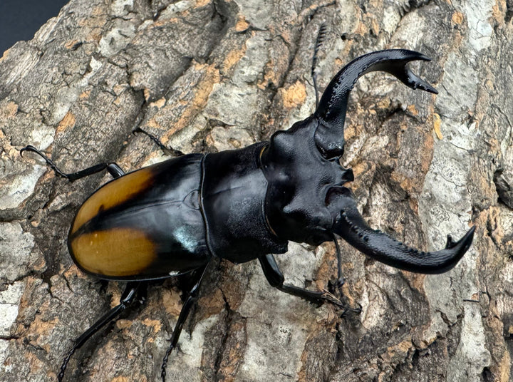 【WD】《セアカフタマタ 82mm ペア》