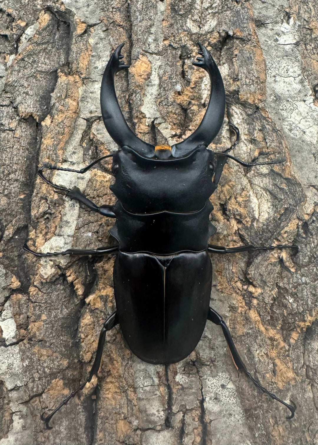 【WD】大歯《アルケスツヤクワガタ 90mm ペア》