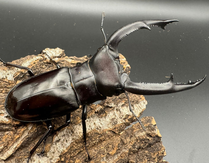 【WD】《マンディブラリスフタマタ 98mm ペア》