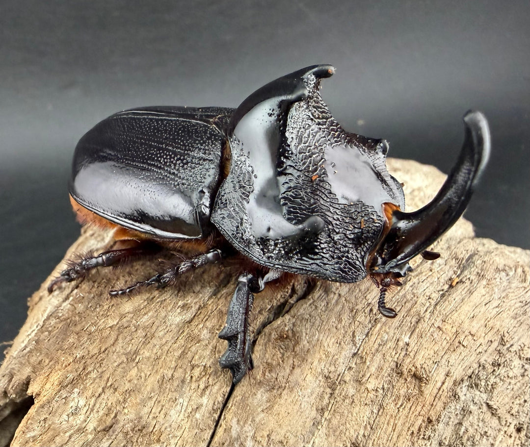 【WD】《マルタバンメンガタカブト 63mm A'品ペア》