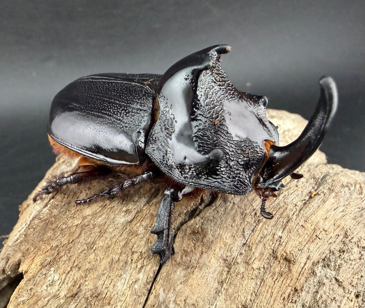 【WD】《マルタバンメンガタカブト 63mm A'品ペア》