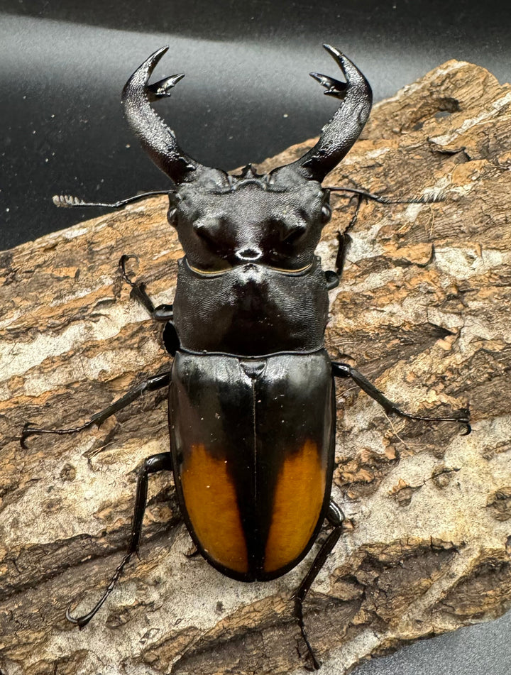 【WD】《セアカフタマタ（パリーフタマタ） 85mm ペア》