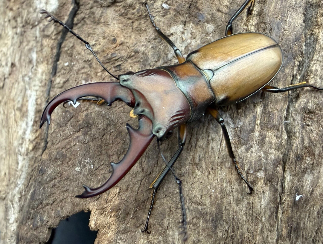 【F0】《エルサホソアカ 剣河県産 31.5mm ペア》