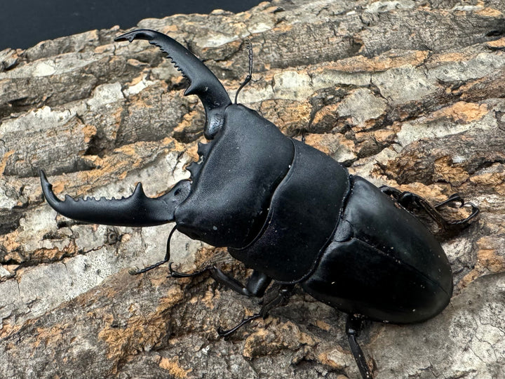 【WD】新産地《パラワンオオヒラタクワガタ ロハス産 90.5mm ペア》