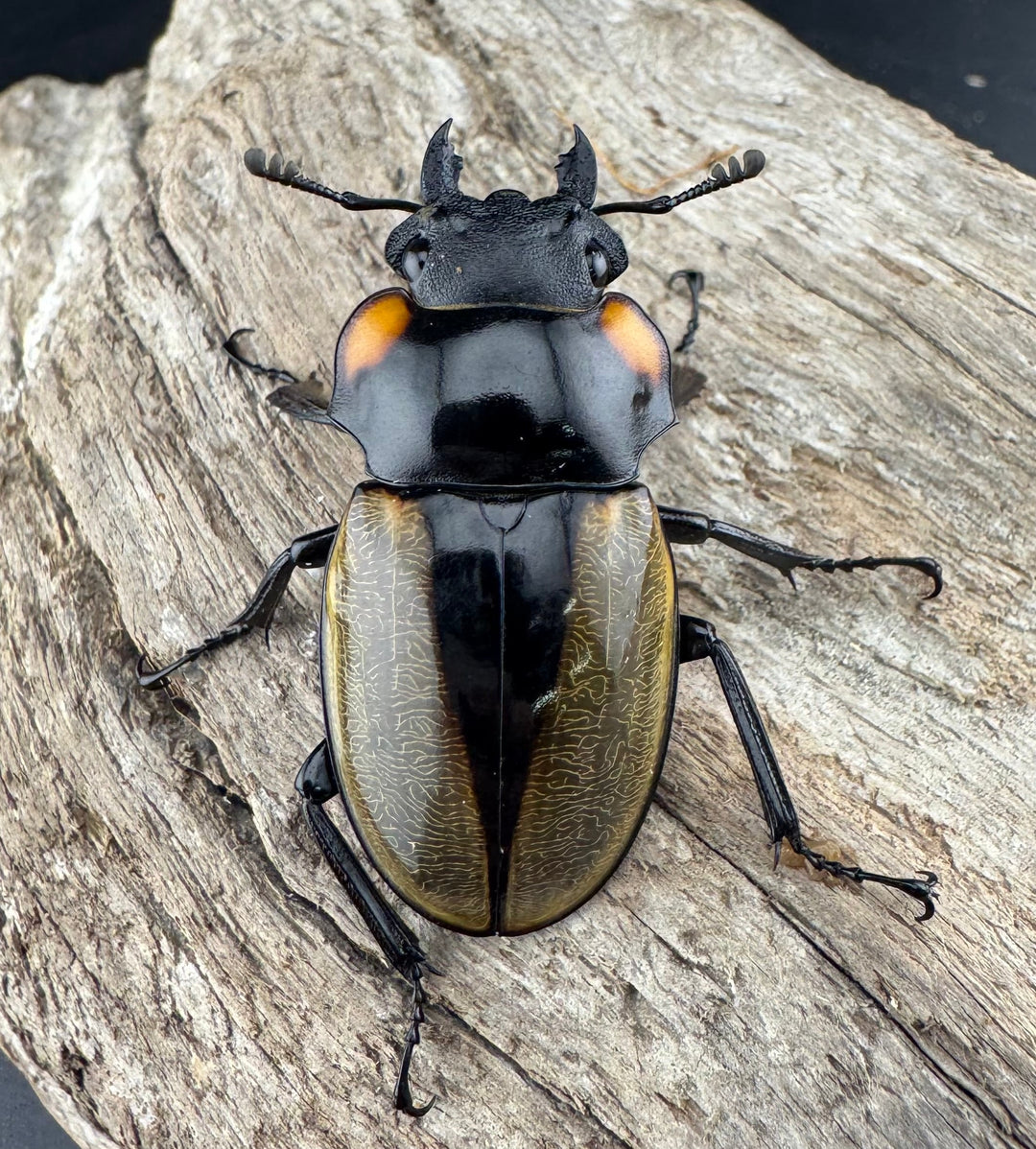 【WD】《ラコダールツヤクワガタ 78.5mm ペア》