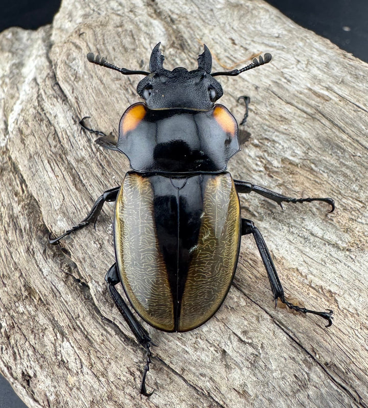 【WD】《ラコダールツヤクワガタ 78.5mm ペア》