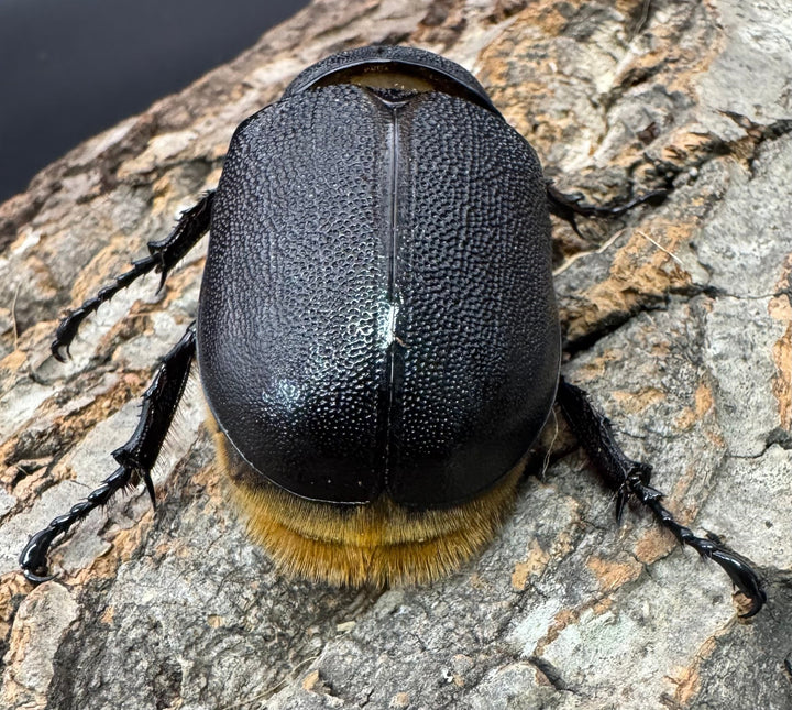 即ブリ《サタンオオカブト 83mm ペア》①