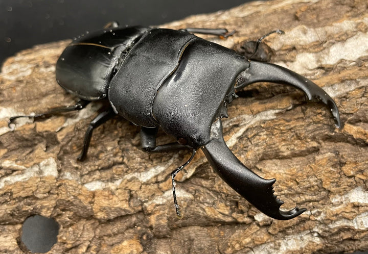 【WD】大型《カマリネスヒラタ 96mm B品ペア》