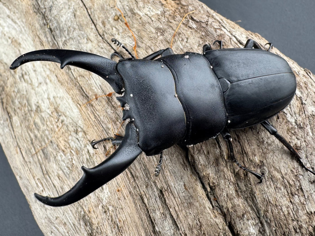 【WD】《ウンナンヒラタ(内歯消滅タイプ) 貴州省産 69mm ペア》