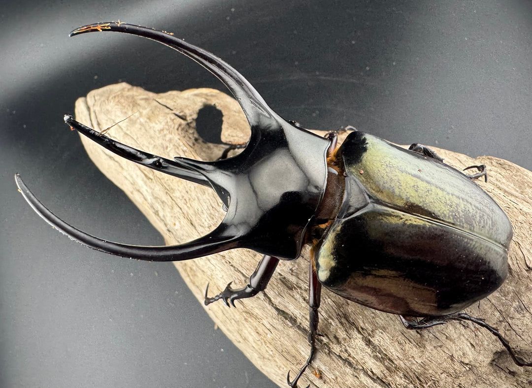 【WD】美形《ジャワコーカサスオオカブト 107mm ペア》