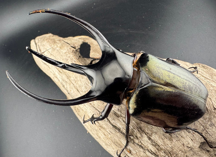 【WD】美形《ジャワコーカサスオオカブト 107mm ペア》