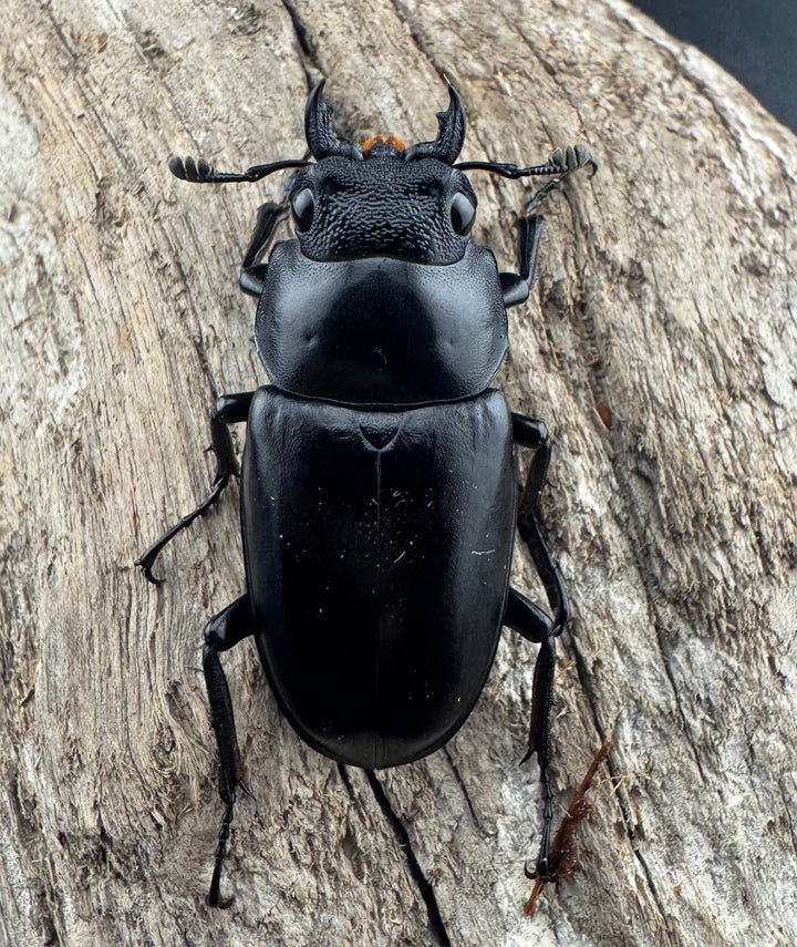 【WD】大型《 ギラファノコギリ亜種ケイスケ 106.5mm ペア》