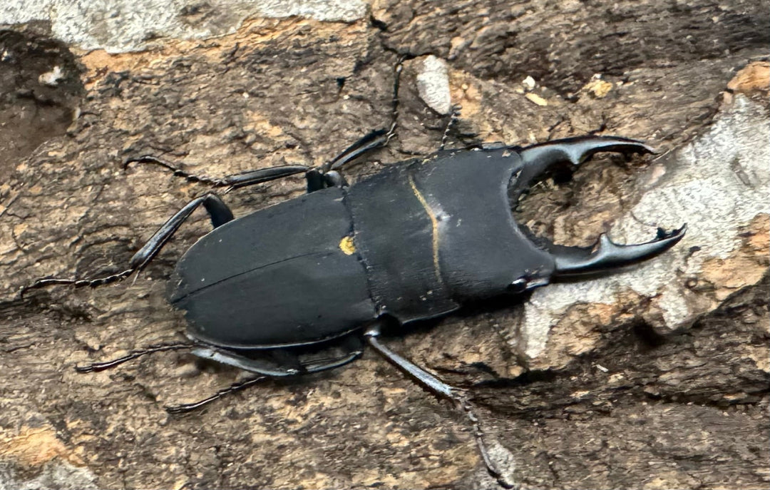 【WF1】《メラナリウスホソクワ ♂単》