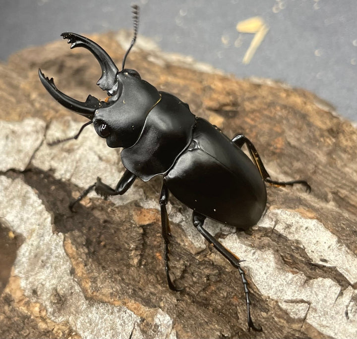 【WD】《プラティノータツヤクワガタ 37.5mmUP ペア》