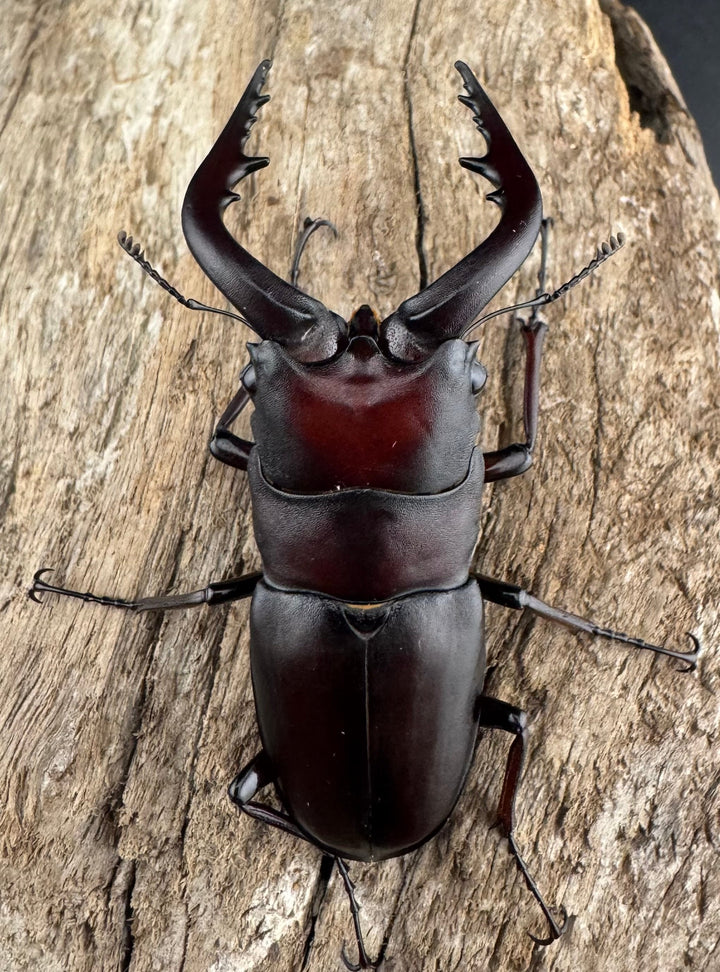 【WD】《ノコギリクワガタ 伊豆大島産 63mm ペア》