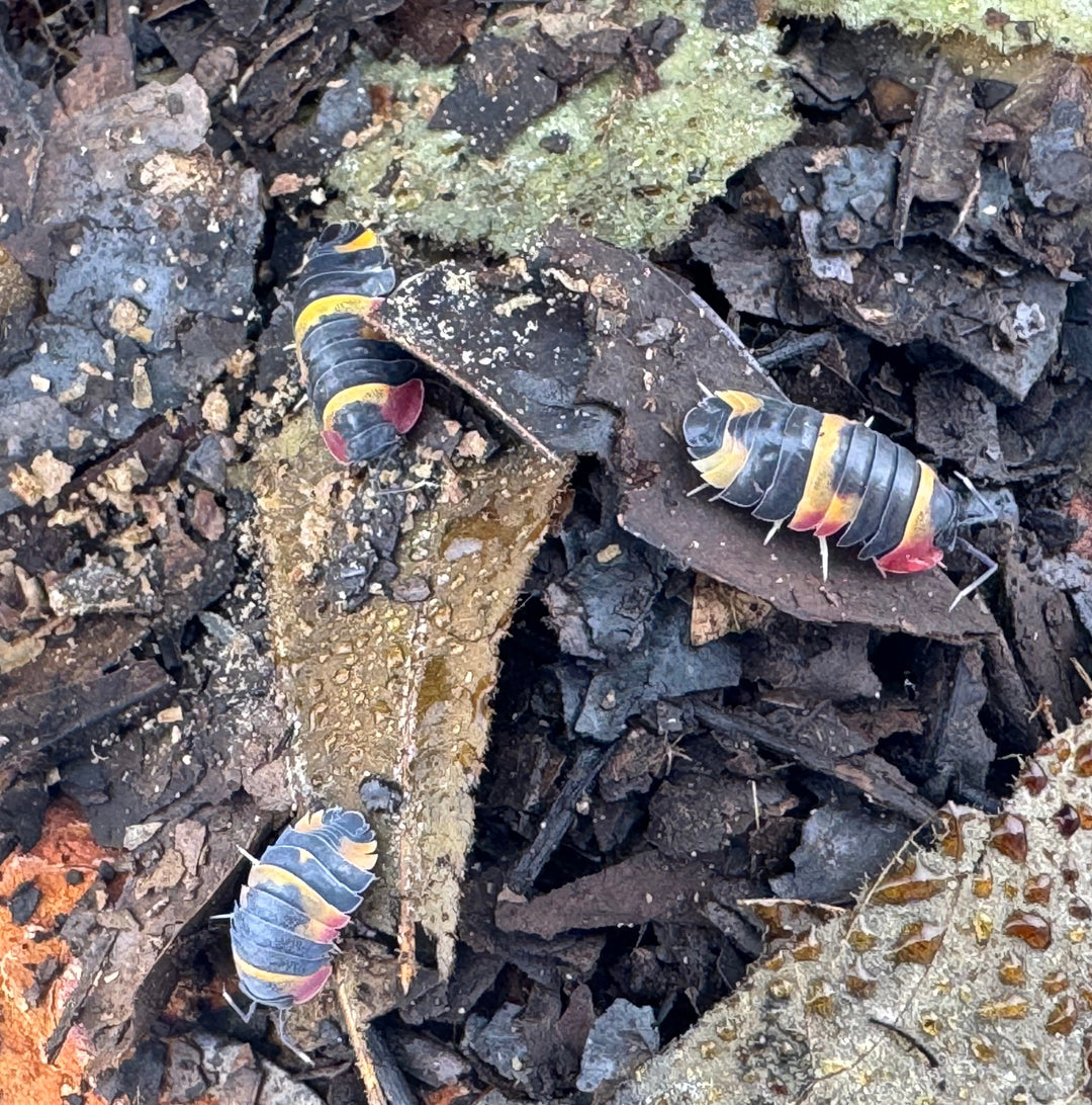 【CB】《メルラネラ トリカラー  Free 5頭セット》