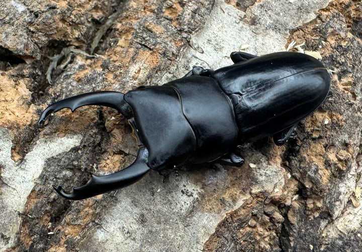 【WF2】《ドルクス リョフ 重慶市産 38mm ペア》Moro氏ブリード個体