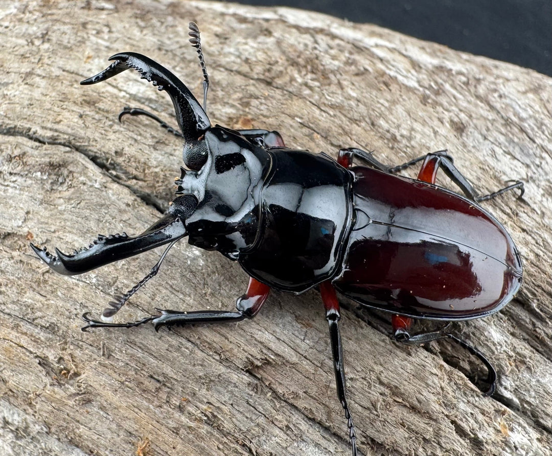 【WD】《オーベルチュールクロツヤシカ 44mm ペア》