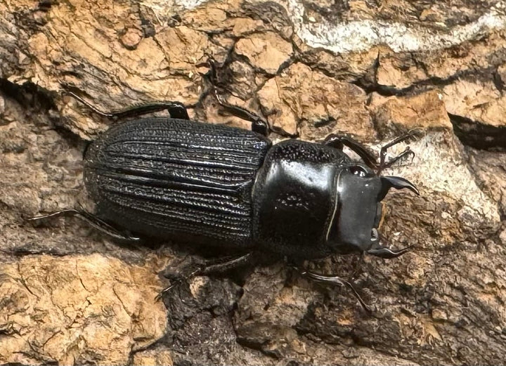 【WF1】《ドルクスミント Free ペア》