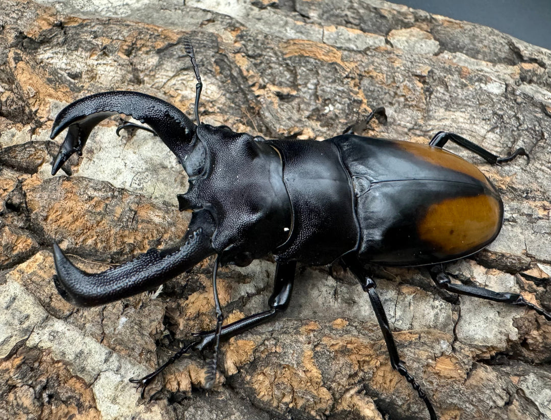 【WD】《セアカフタマタ（パリーフタマタ） 81mm A'品ペア》