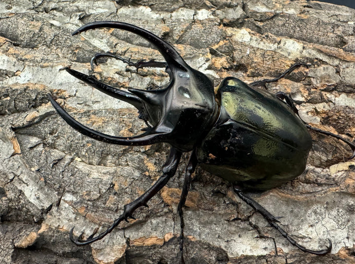 【WD】《ミンダナオアトラスオオカブト 88mm ペア》